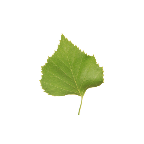 Birch Birch