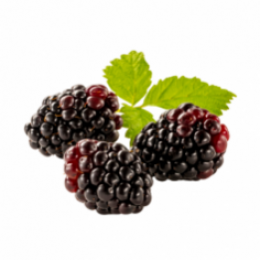 Boysenberry Boysenberry