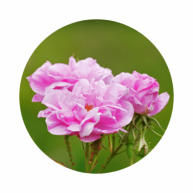 Bulgarian Rose Bulgarian Rose