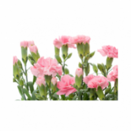 Carnation Flower Carnation Flower