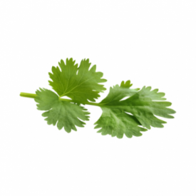 Coriander Coriander