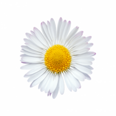 Daisy Daisy