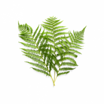 Fern