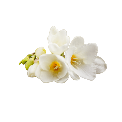 Freesia Freesia
