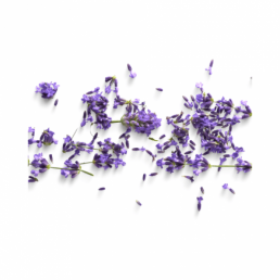 Lavander Lavander