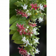 Rangoon Creeper Rangoon Creeper