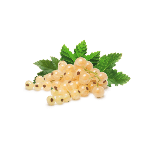 Whitecurrant Whitecurrant
